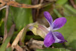 Alpine violet